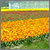 Tulip Fields in Holland